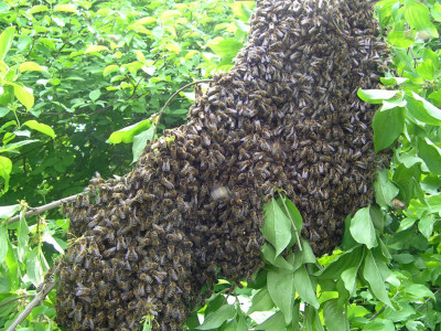 Bienenschwarm