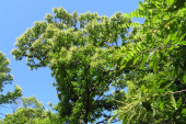 Edelkastanie in Blüte