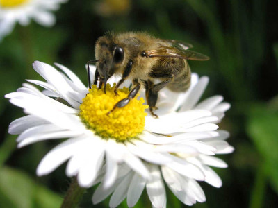 Bienen und Natur