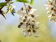 Biene an Robinienblüte