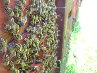 bienen_beutenwand.jpg