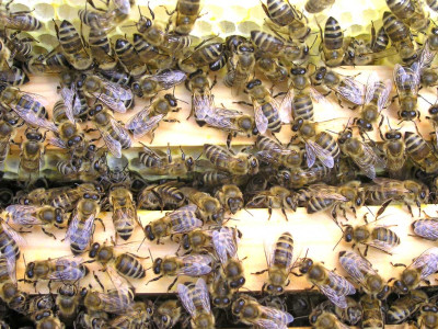 bienen_auf_obertraeger.jpg