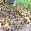 kühlende Bienen am Bienenstock