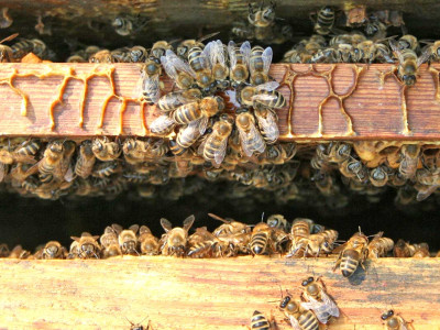 bienenkreis.jpg