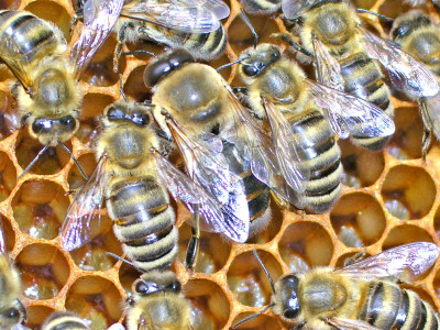 drohn_arbeitsbienen.jpg