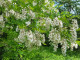 Akazienblüten