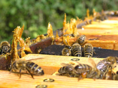 propolis_bienenvolk.jpg
