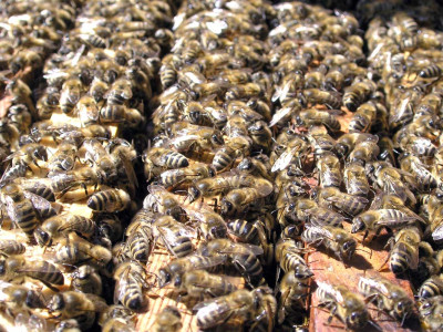 bienen.jpg
