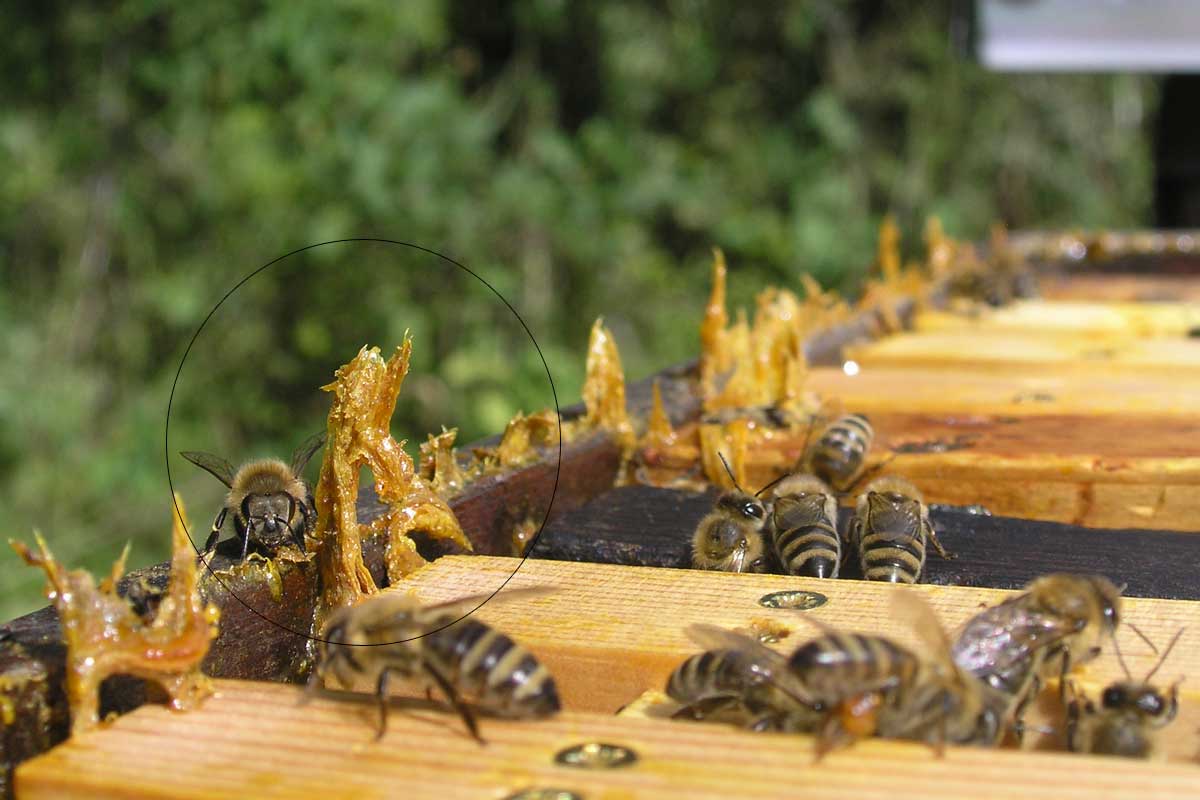 Propolis im Bienenvolk