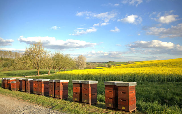 Zur Gewinnung von Rapshonig stehen unsere Bienen an blühenden Rapsfeldern