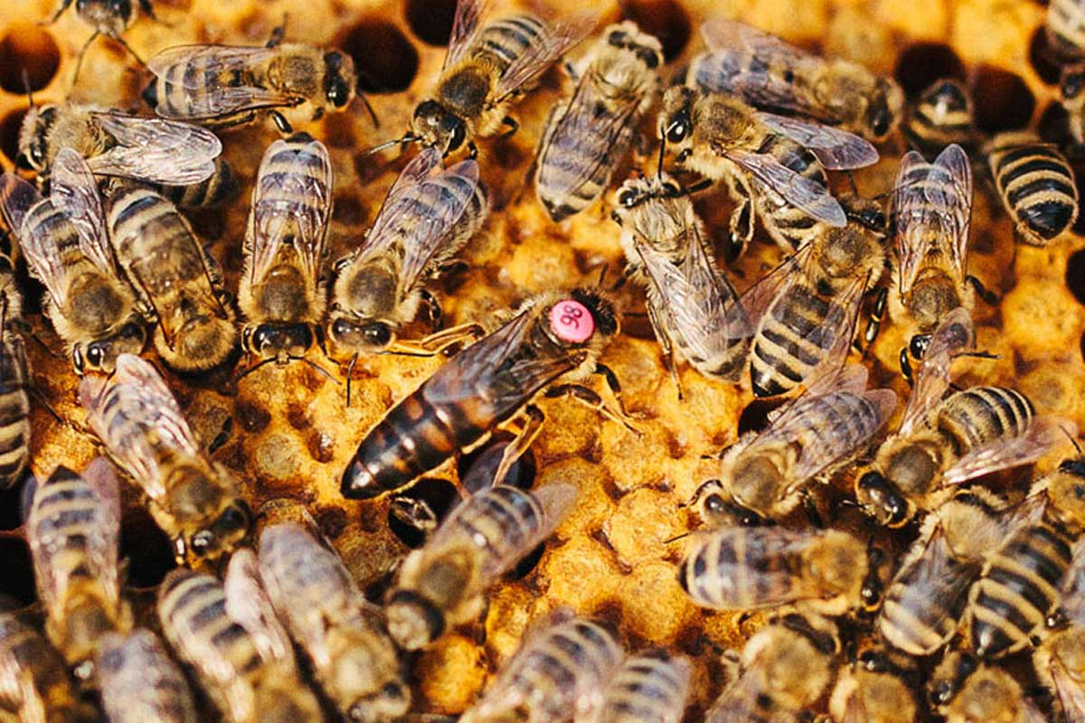 Carnica Königin, gezeichnet mit Nummernopalithplättchen